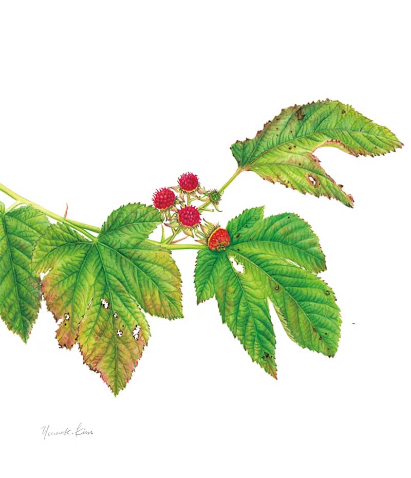 Flora Shaped by Rare Evolution